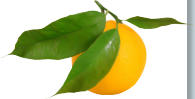 Angel juicer Angelia extracts most nutrition from lemons for better health and anti cancer benifit